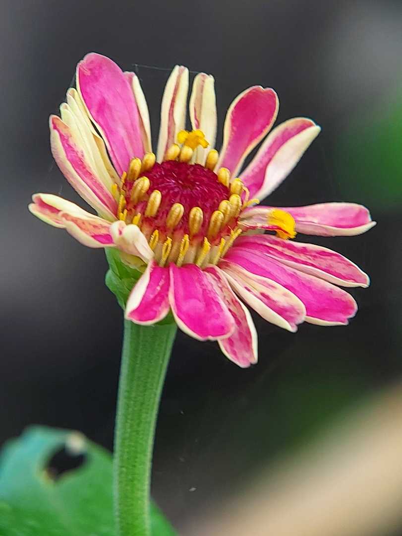 Zinnia 