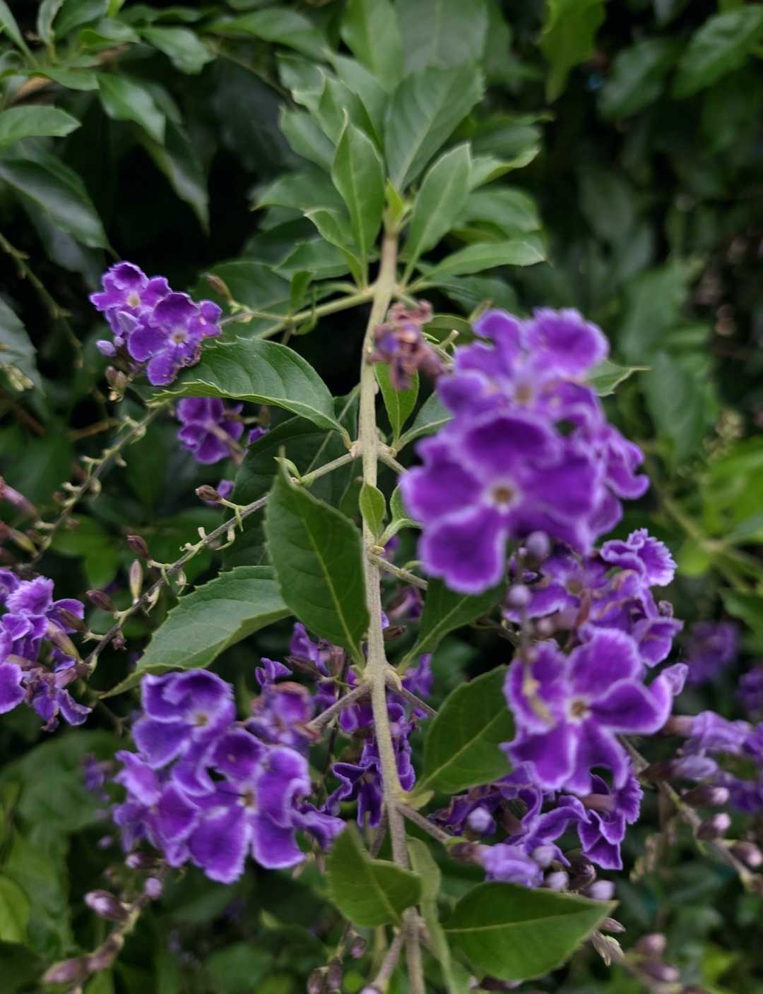 plant