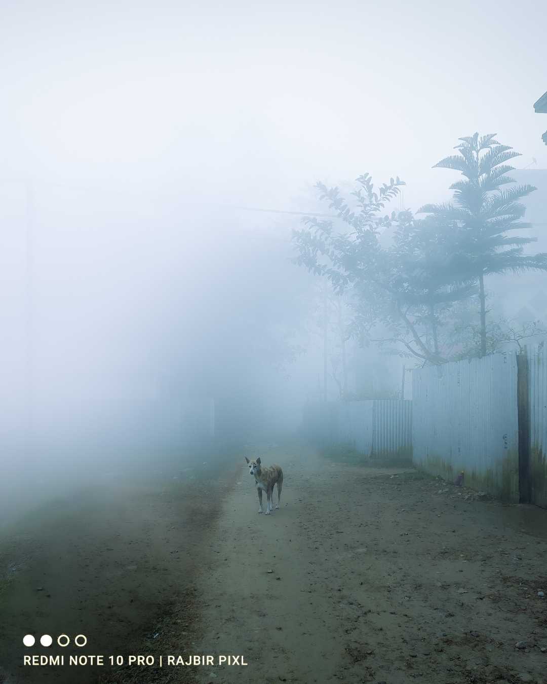 Street Dog & winter morning ✨