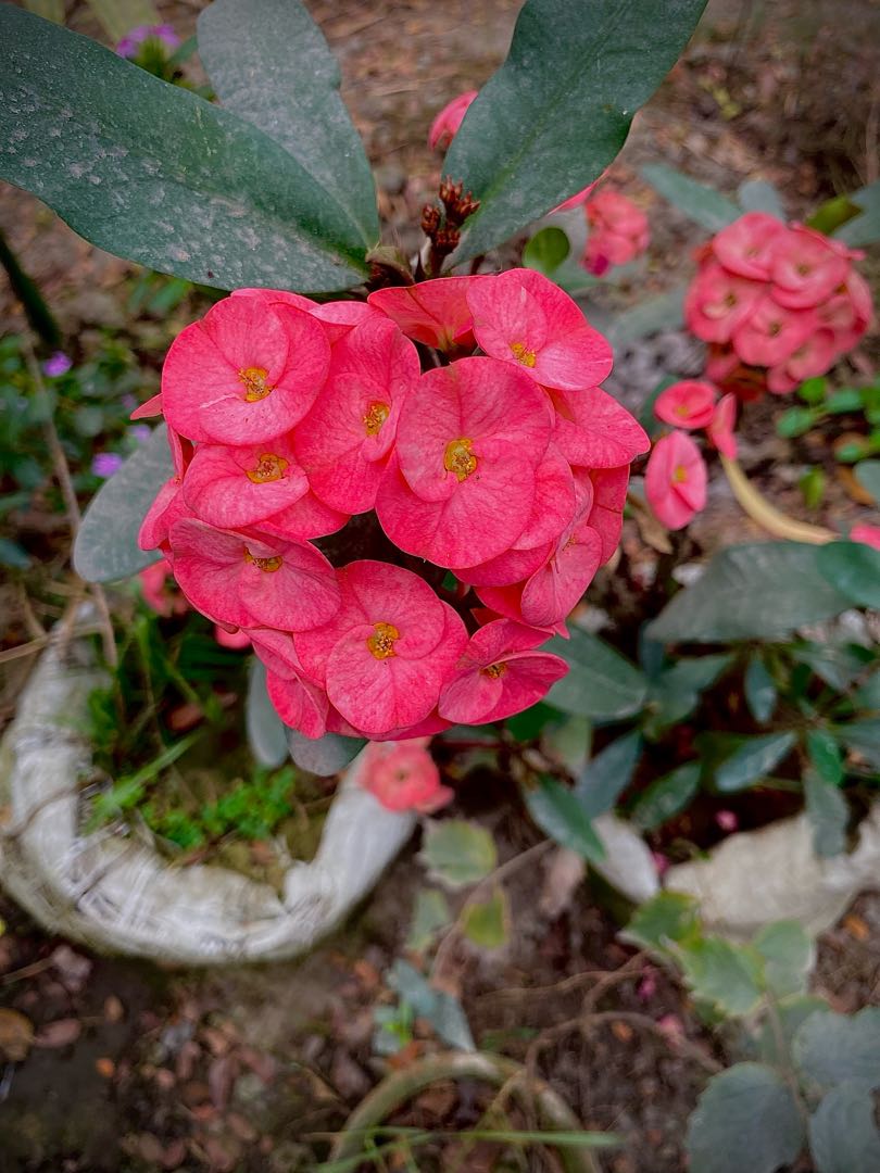 Red beauti