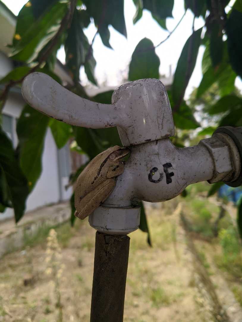 KATAK POHON
