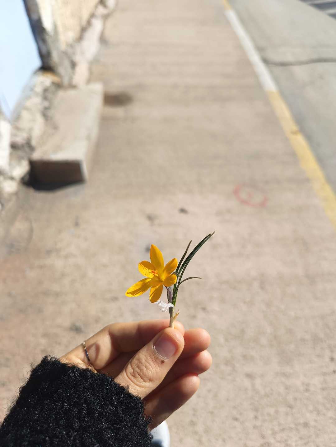 baharın habercisi çiğdem çiçeği 💐