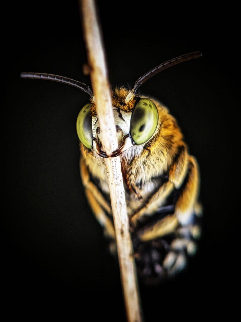 What can it Bee?