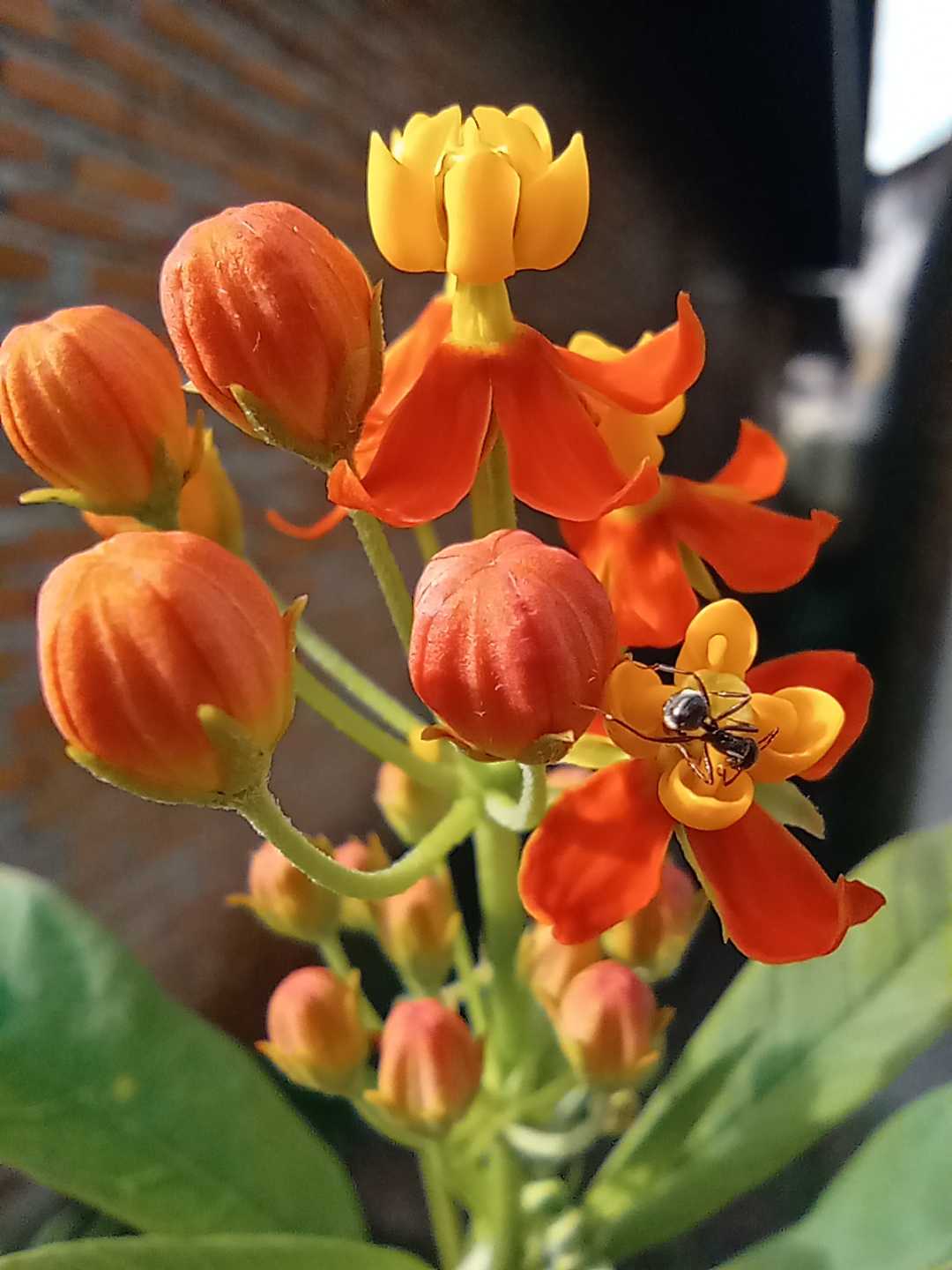 Bunga dan Semut Hitamnya🐜