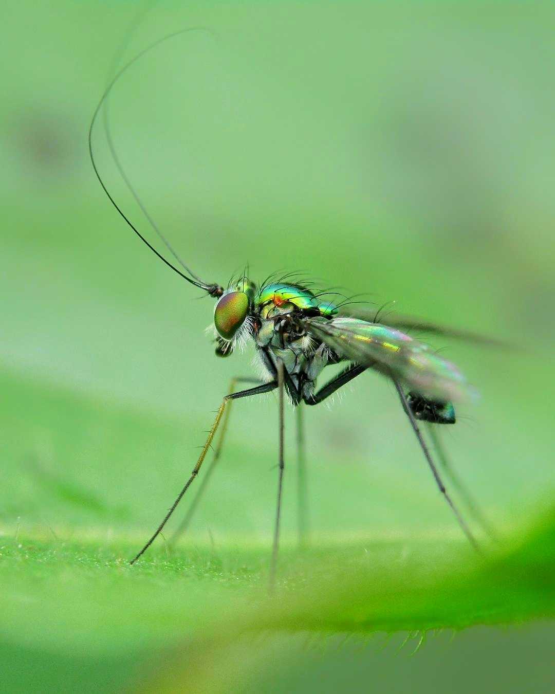 Long Legged Flies 