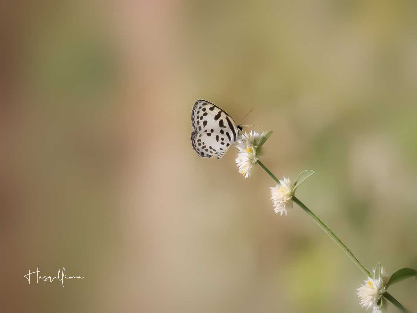 Costalius rosimon