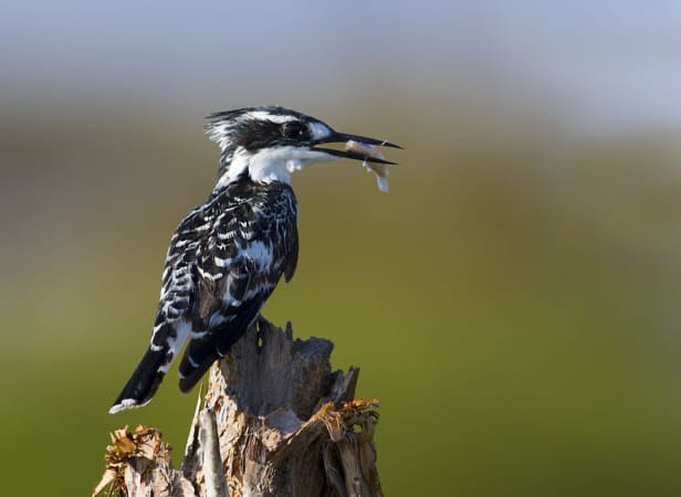 Pied Kingfisher!