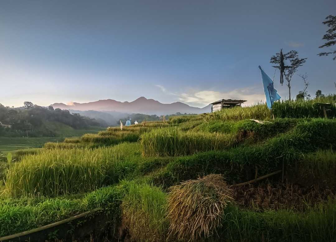 Sawah