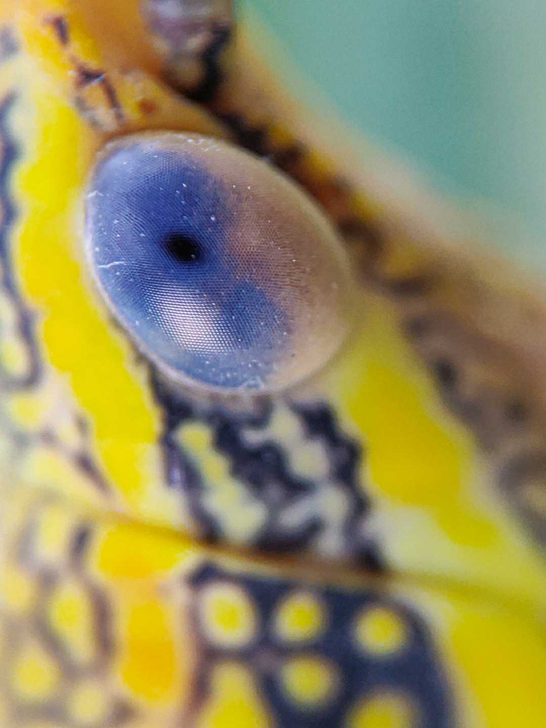 Eye.