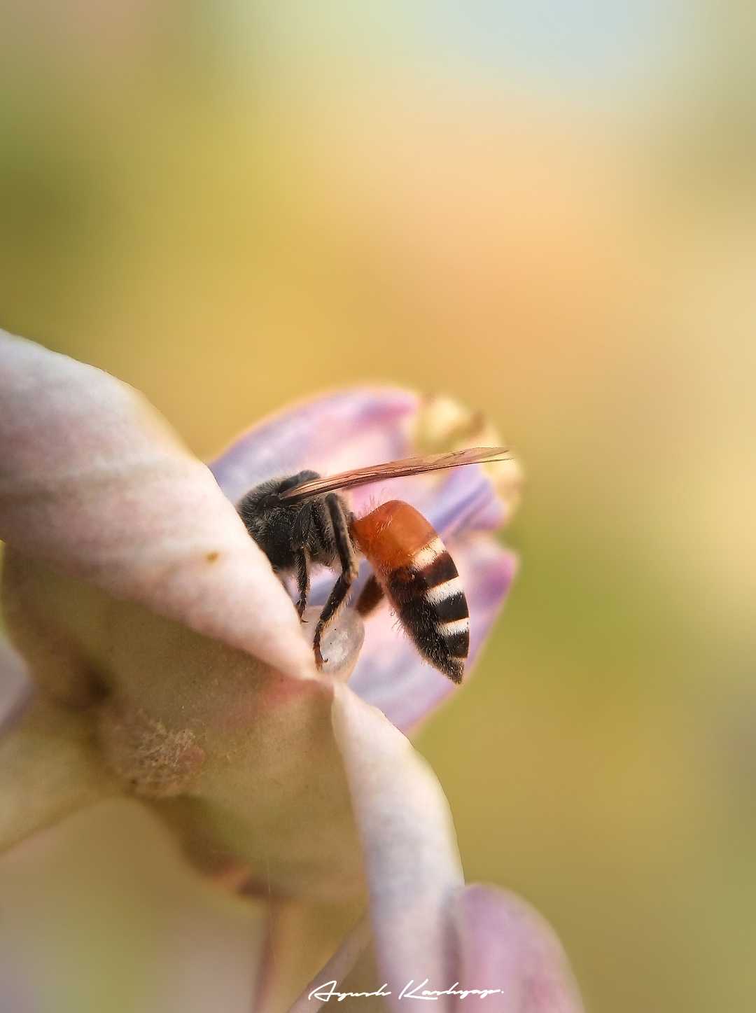 Dwarf bee