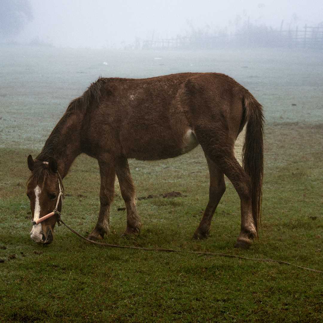 Horse. 