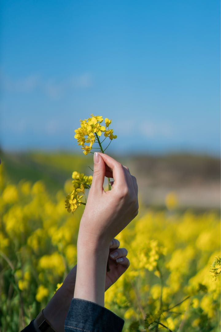 canola 