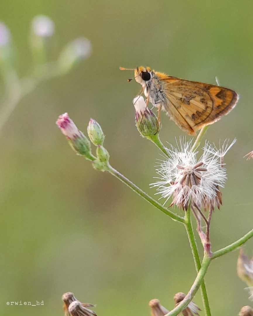 Hesperiidae