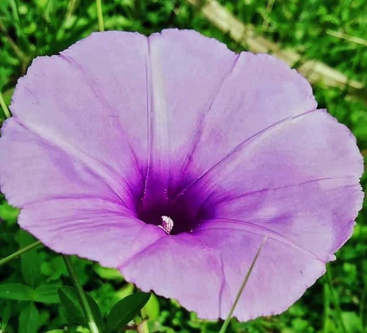 Morning Glory / Glory Morning