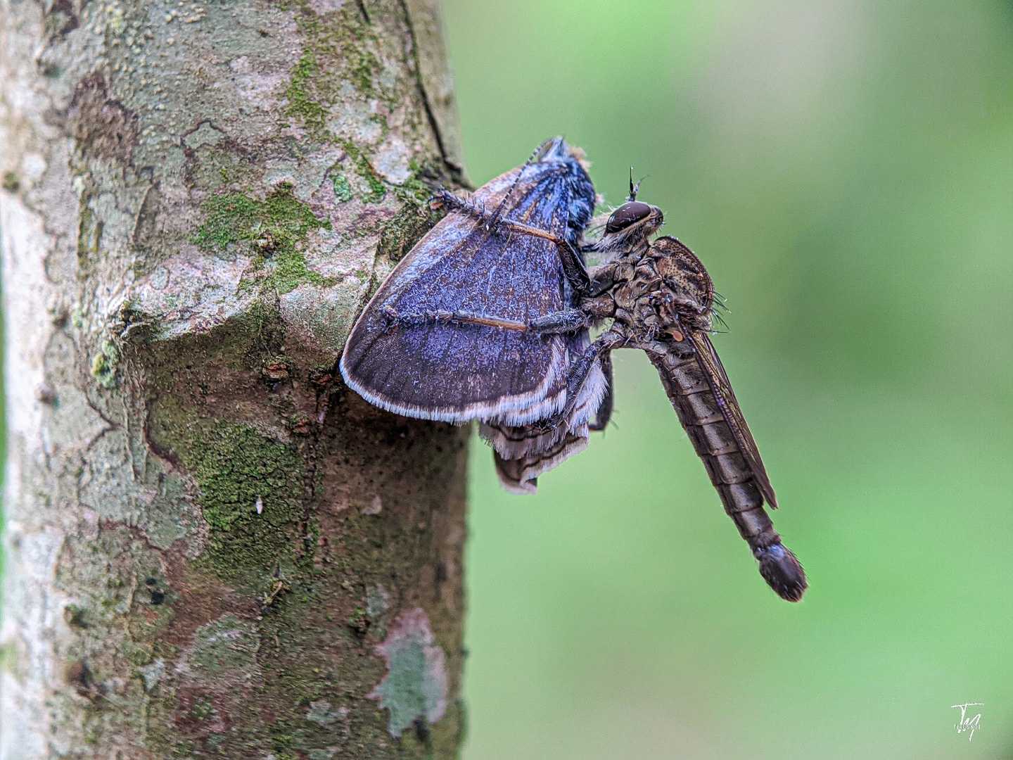 Robberfly tanah 