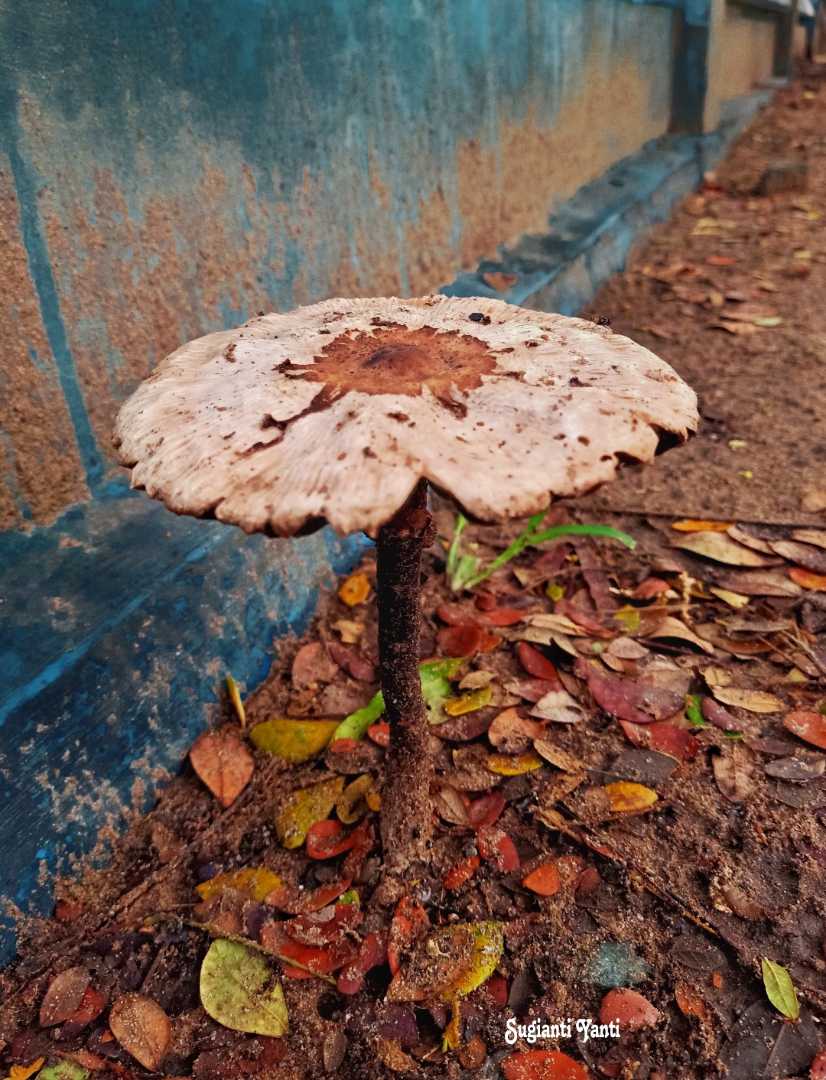 Fungi
