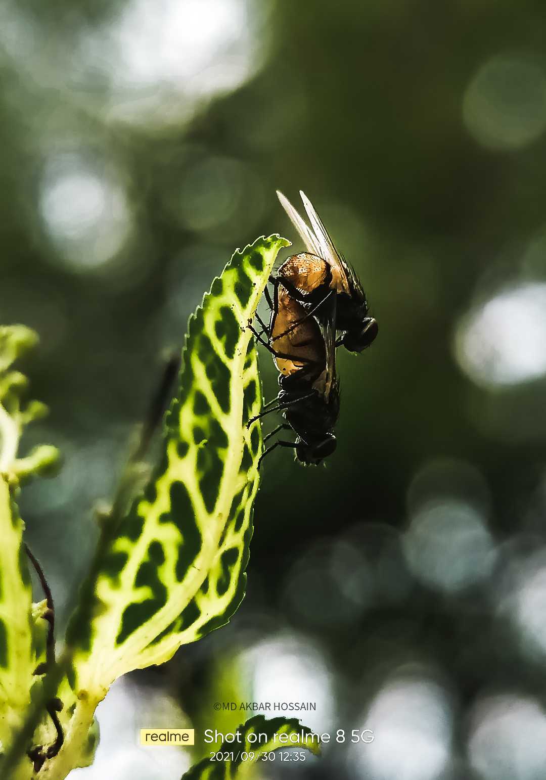 Mating 