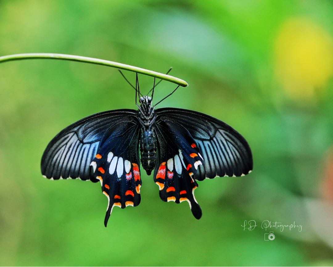 Common Mormon butterfly (Papilio polytes)