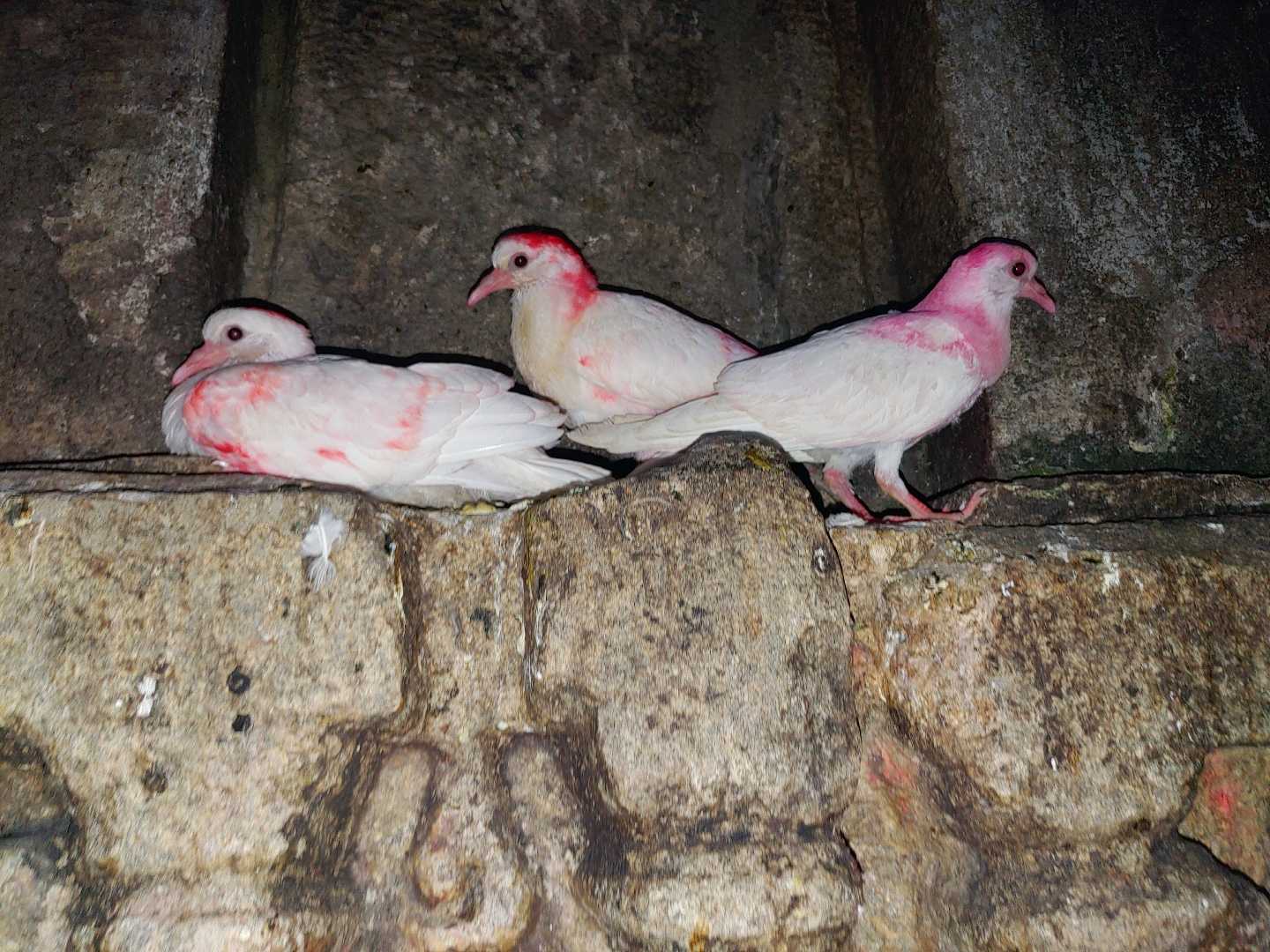 Pegion 