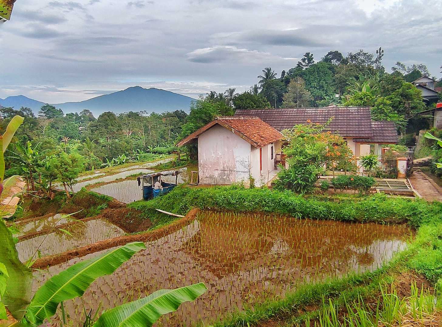 Rumah Dan Sawah