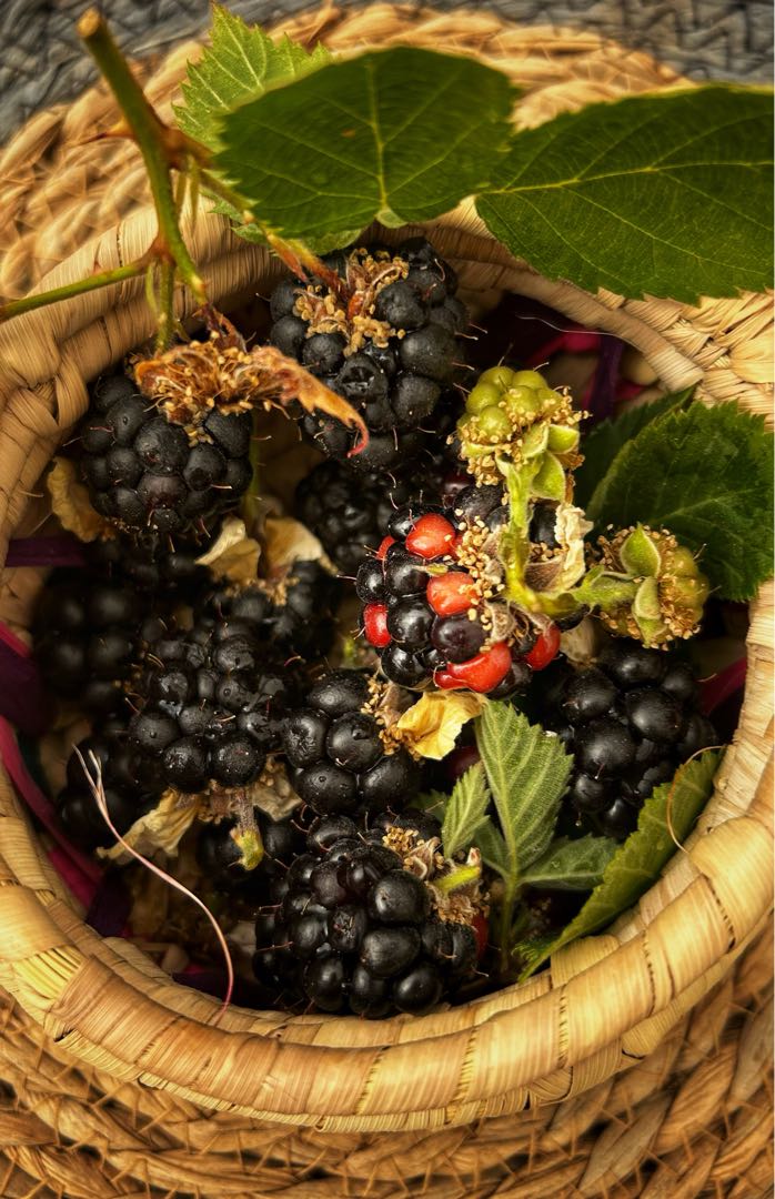 blackberries 