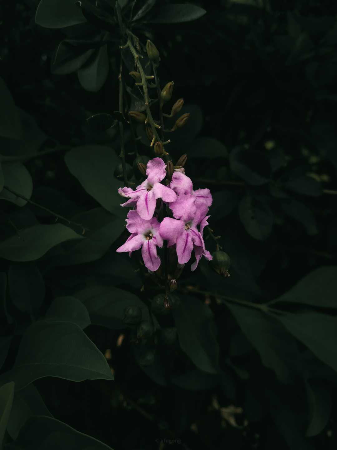 Pink Flower