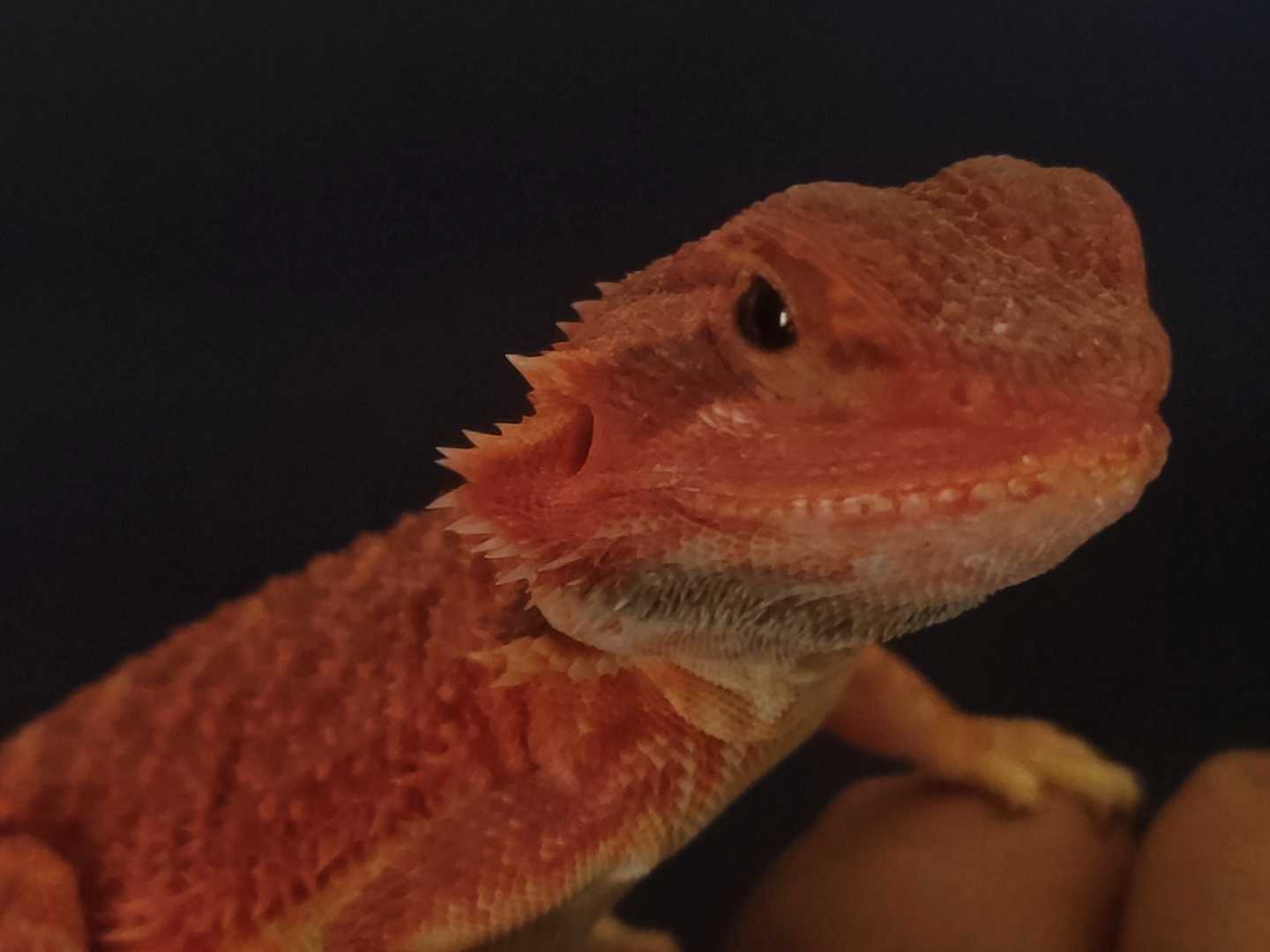 Gecko