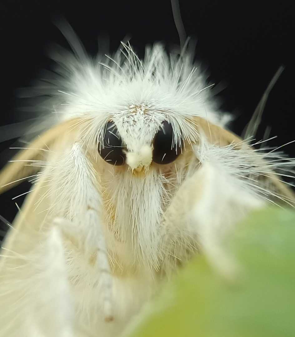 Venezuelan Poodle Moth