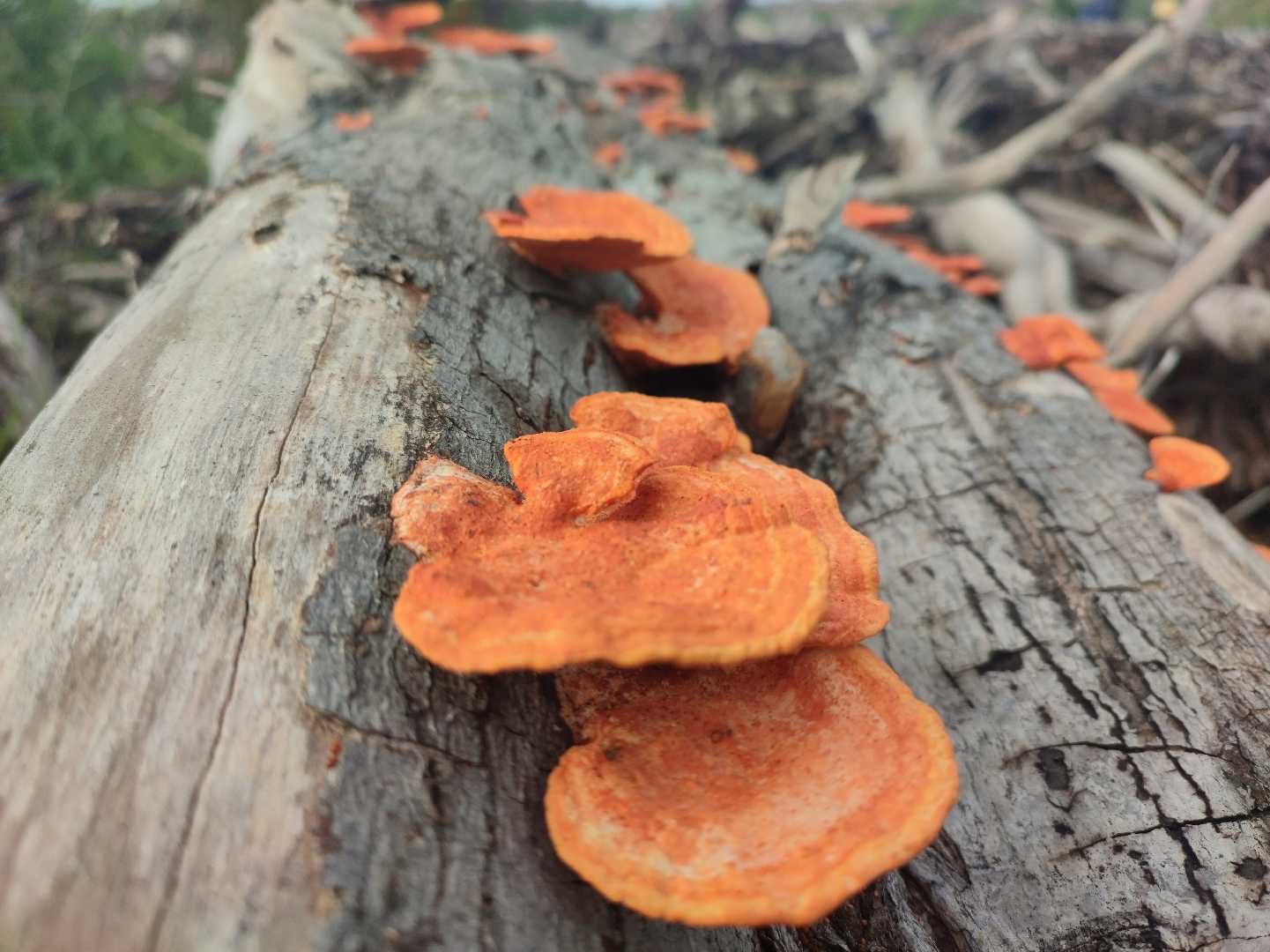 Northern cinnabar polypore