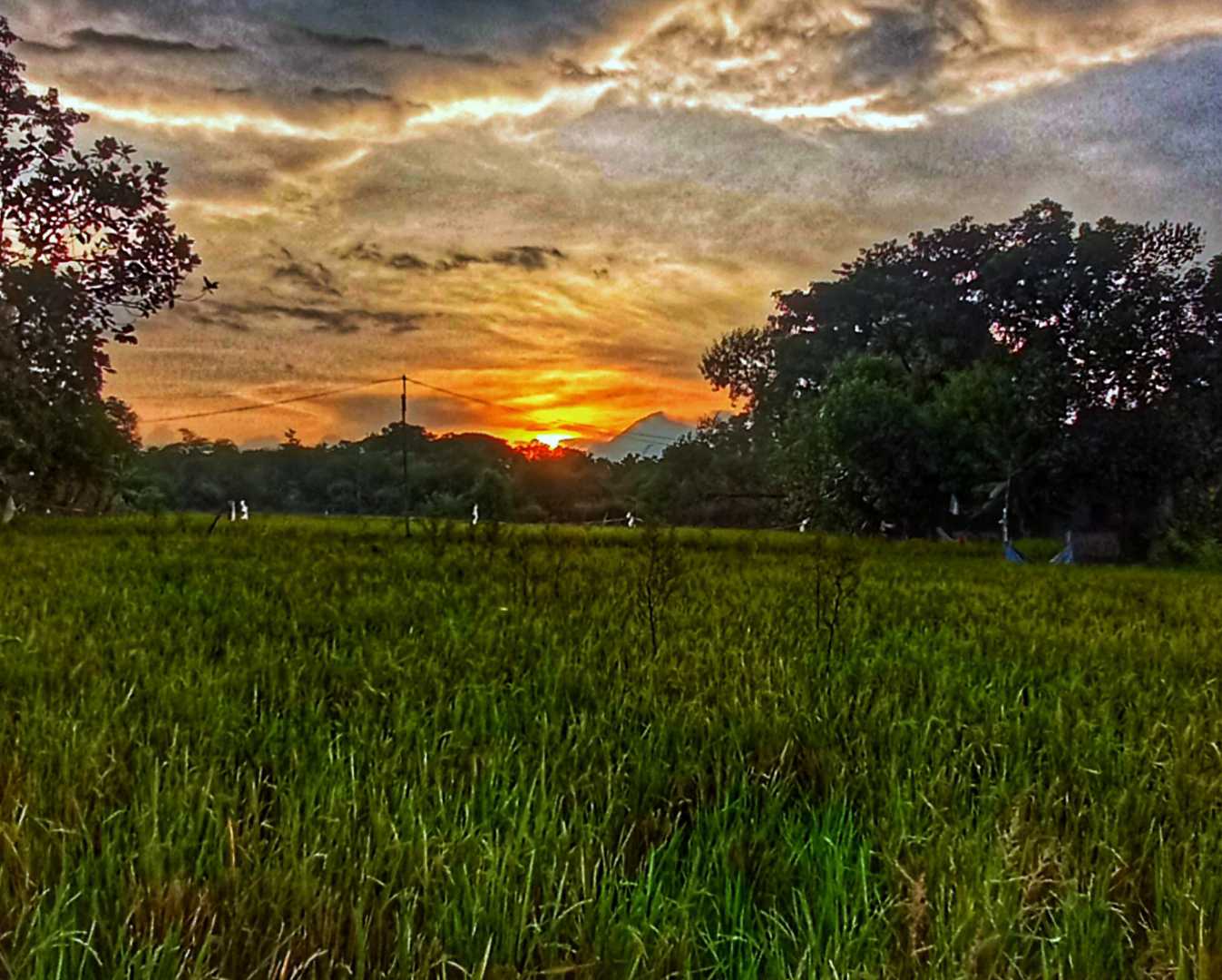 Senja Hari