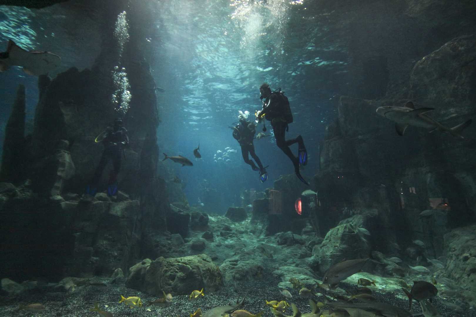 AKVARYUM