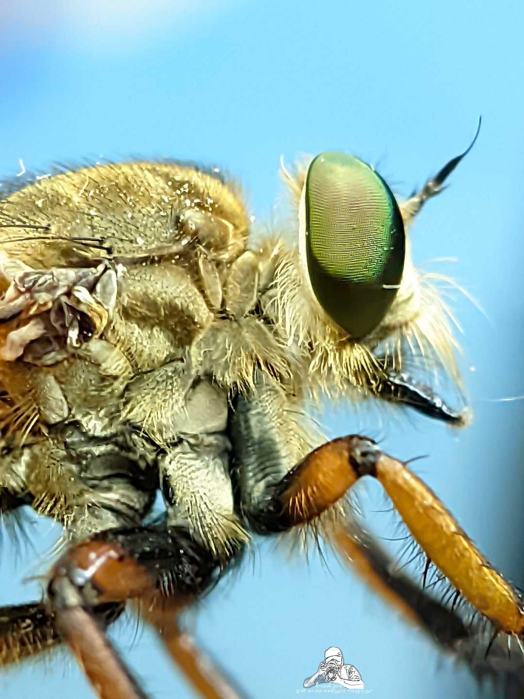 robber fly