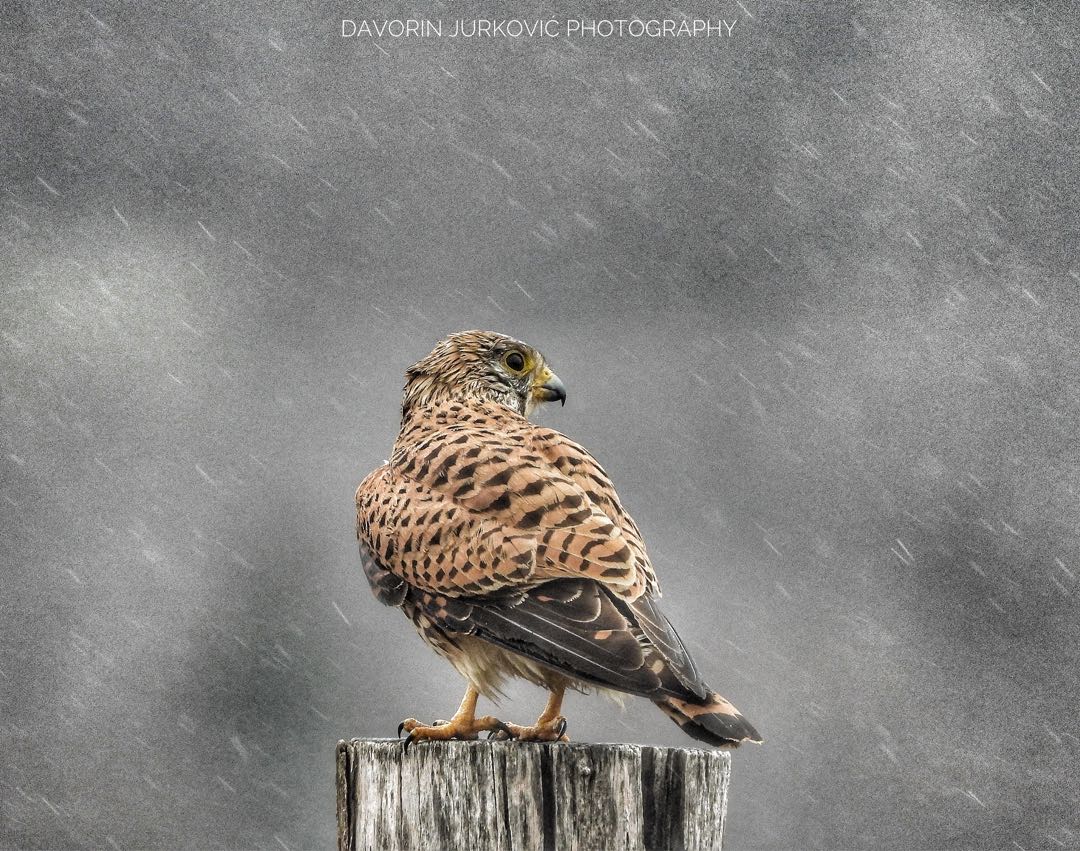 in the rain