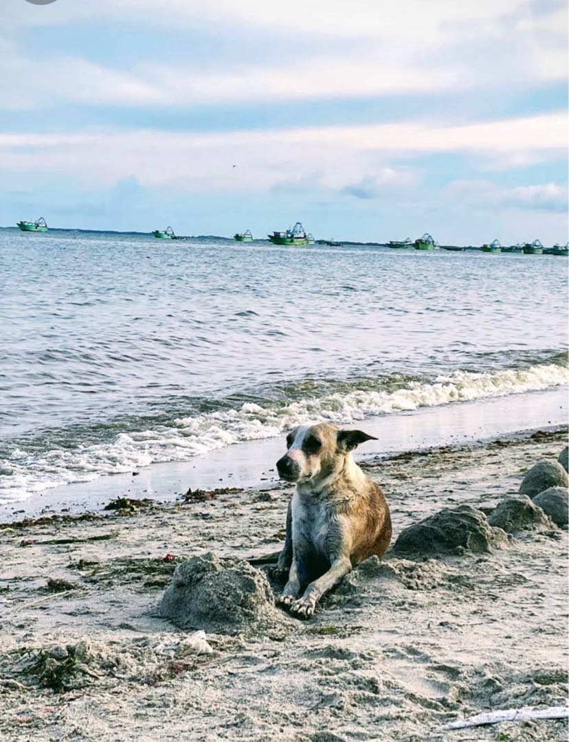 stray dog