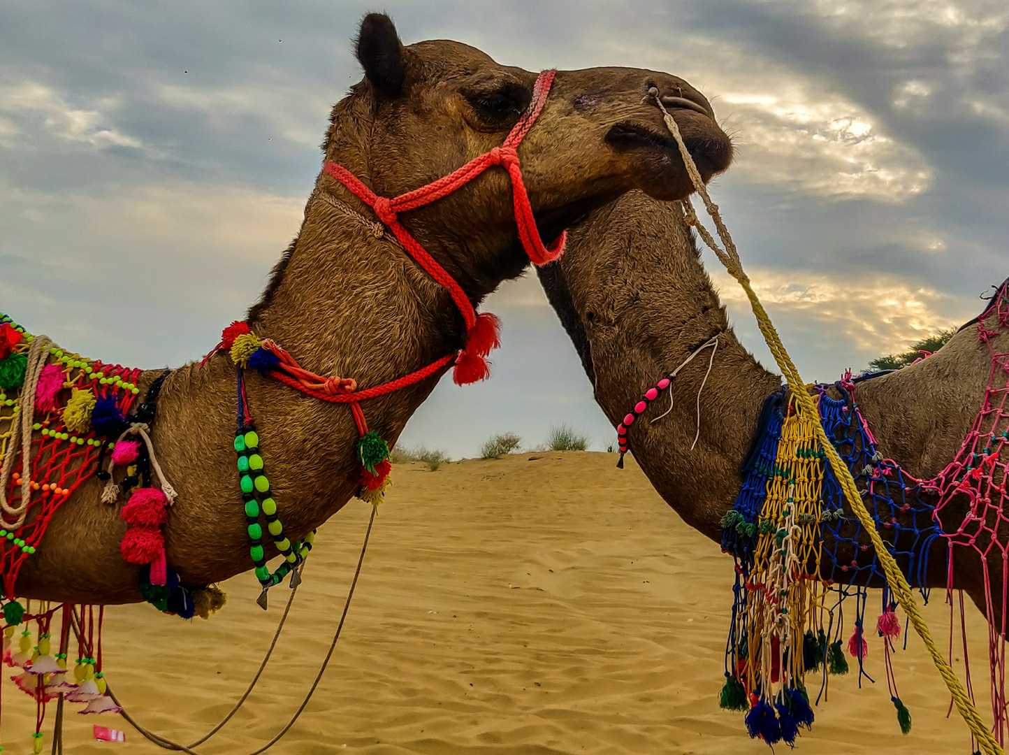 Camel : Ship of the Desert
