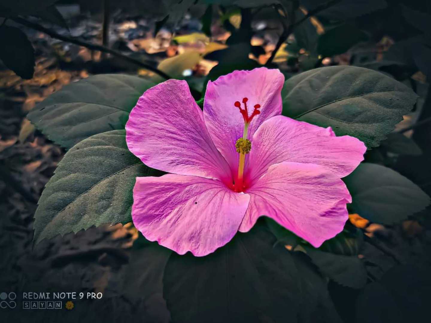 flowers beauty