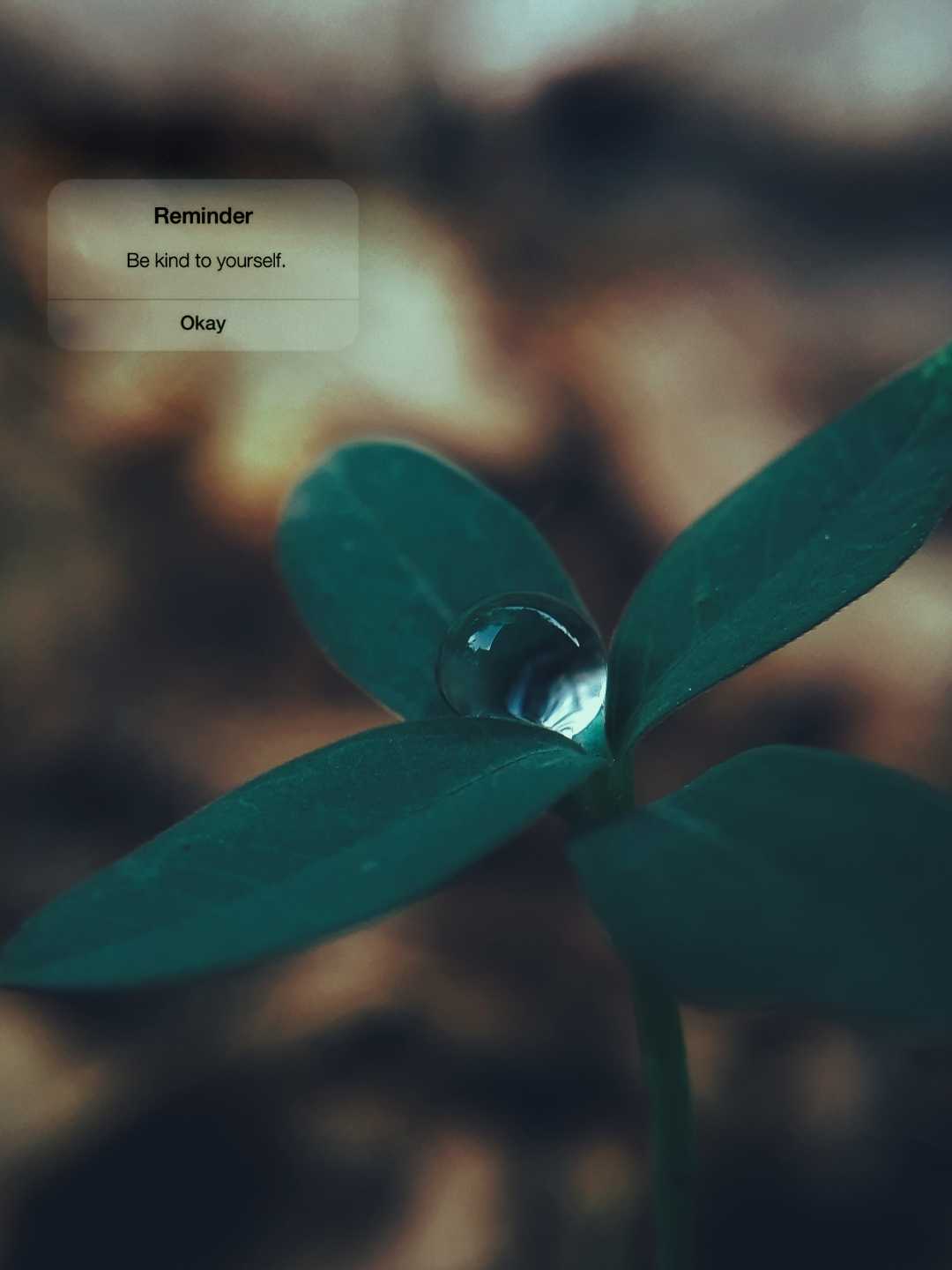 Macrophotography 