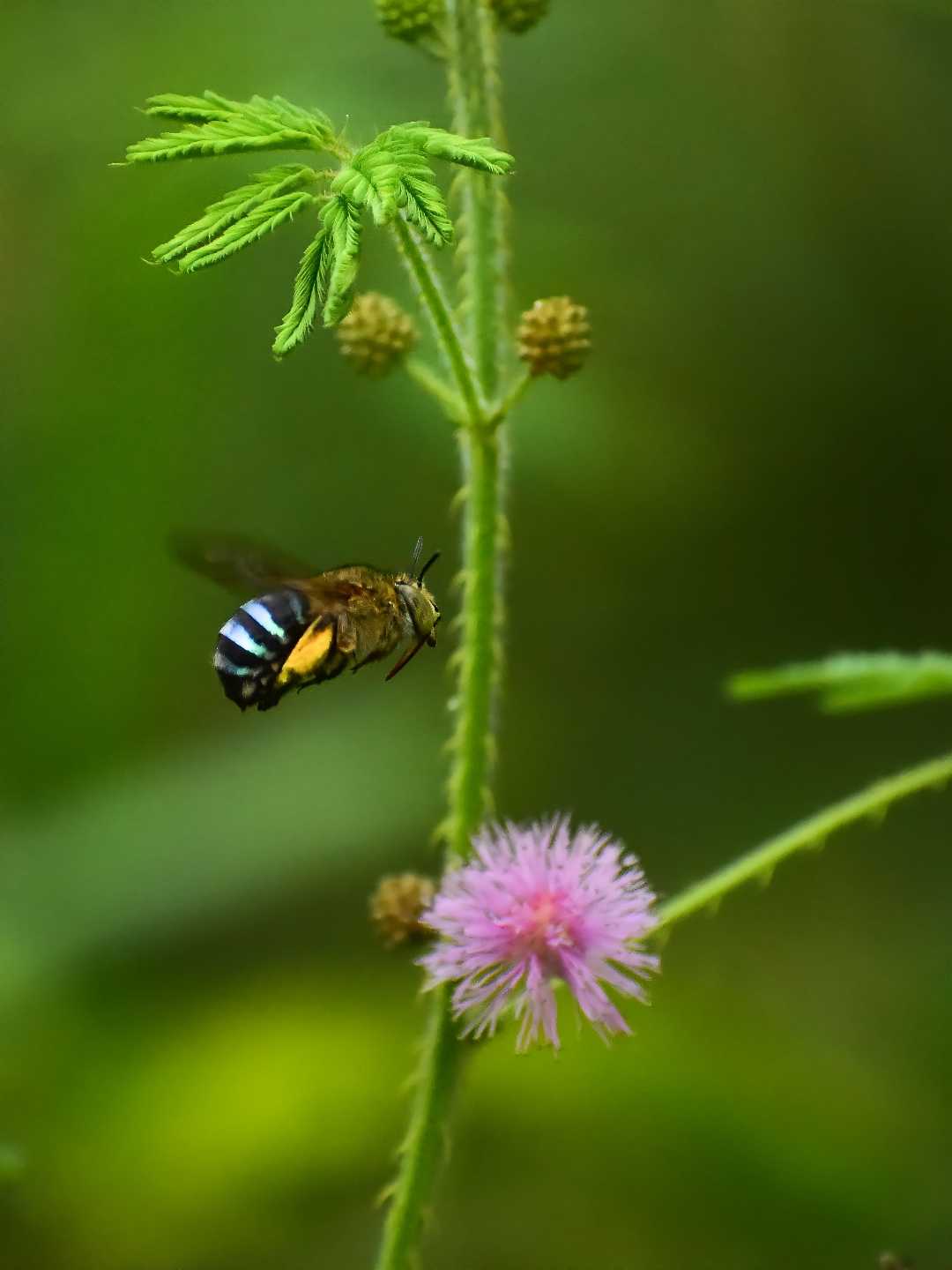 flying flowers