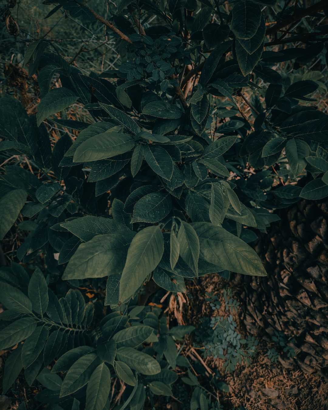 💚🍃🌿
