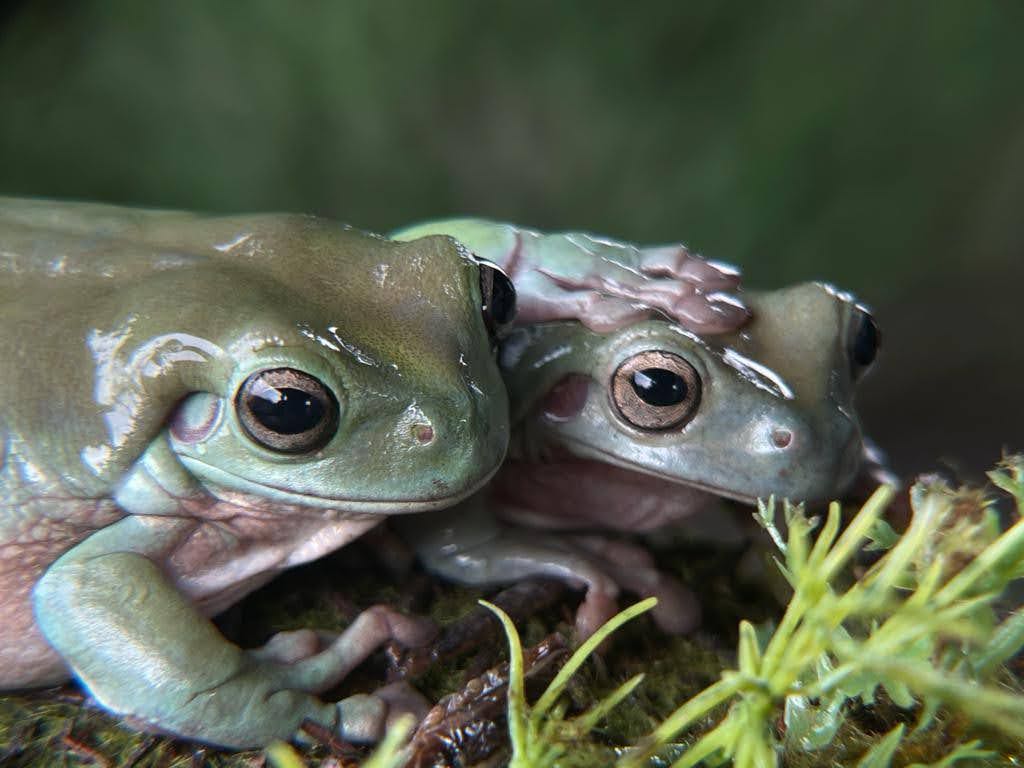 Dumpy Frog