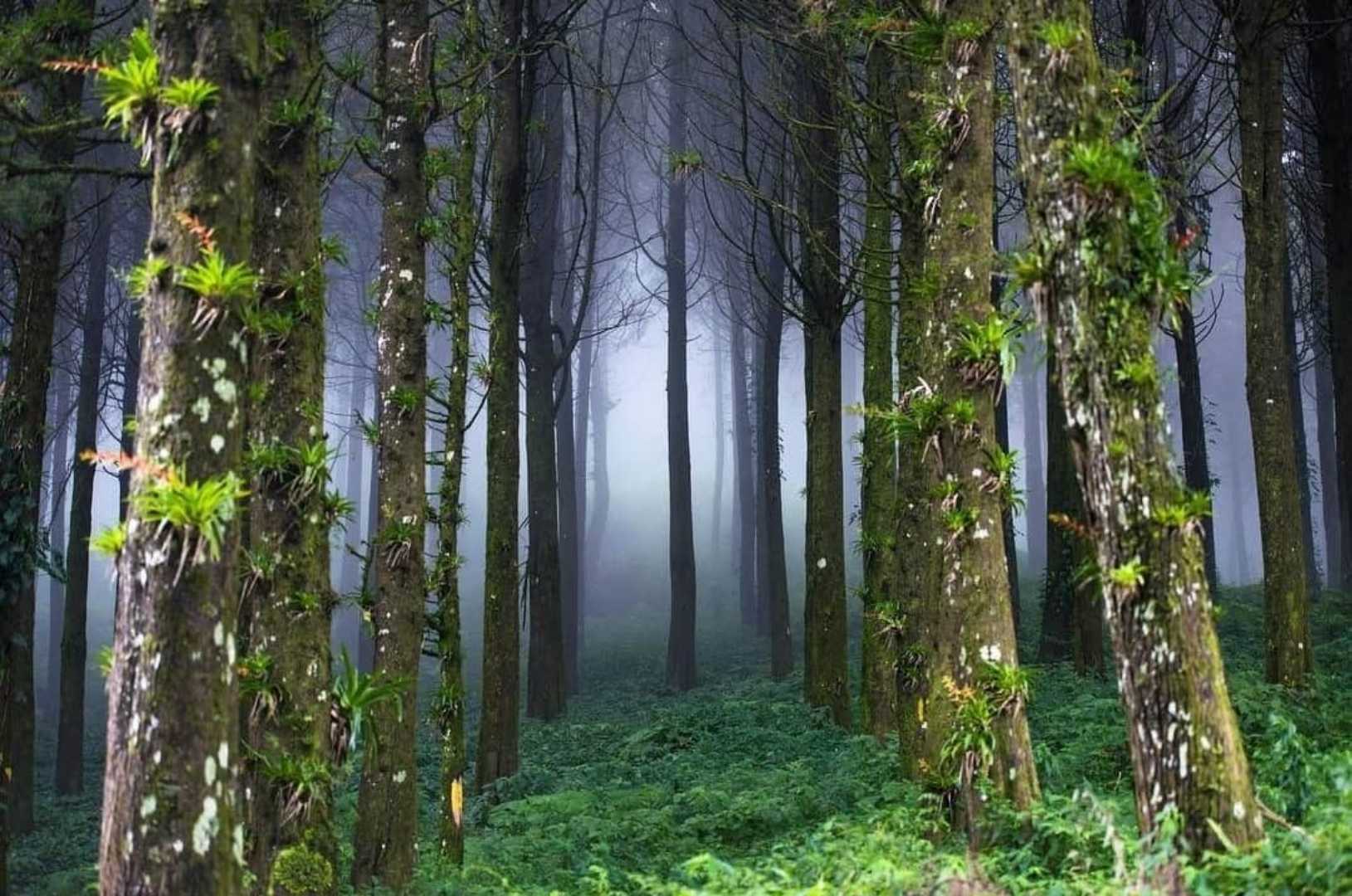 Bosque  Nacional Montecristo