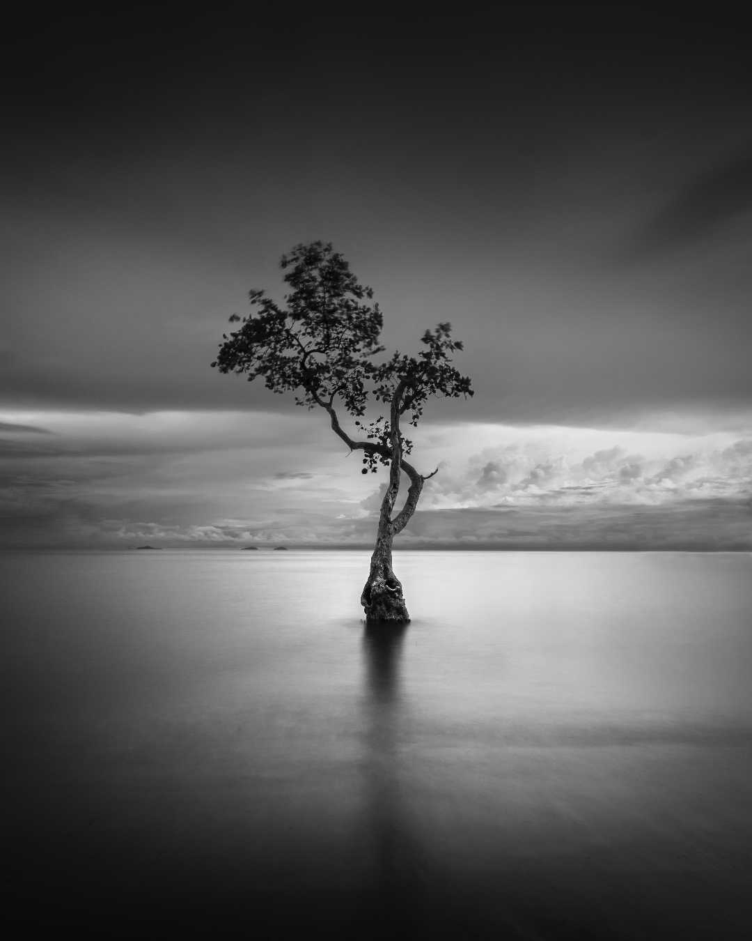 Lonely Tree 