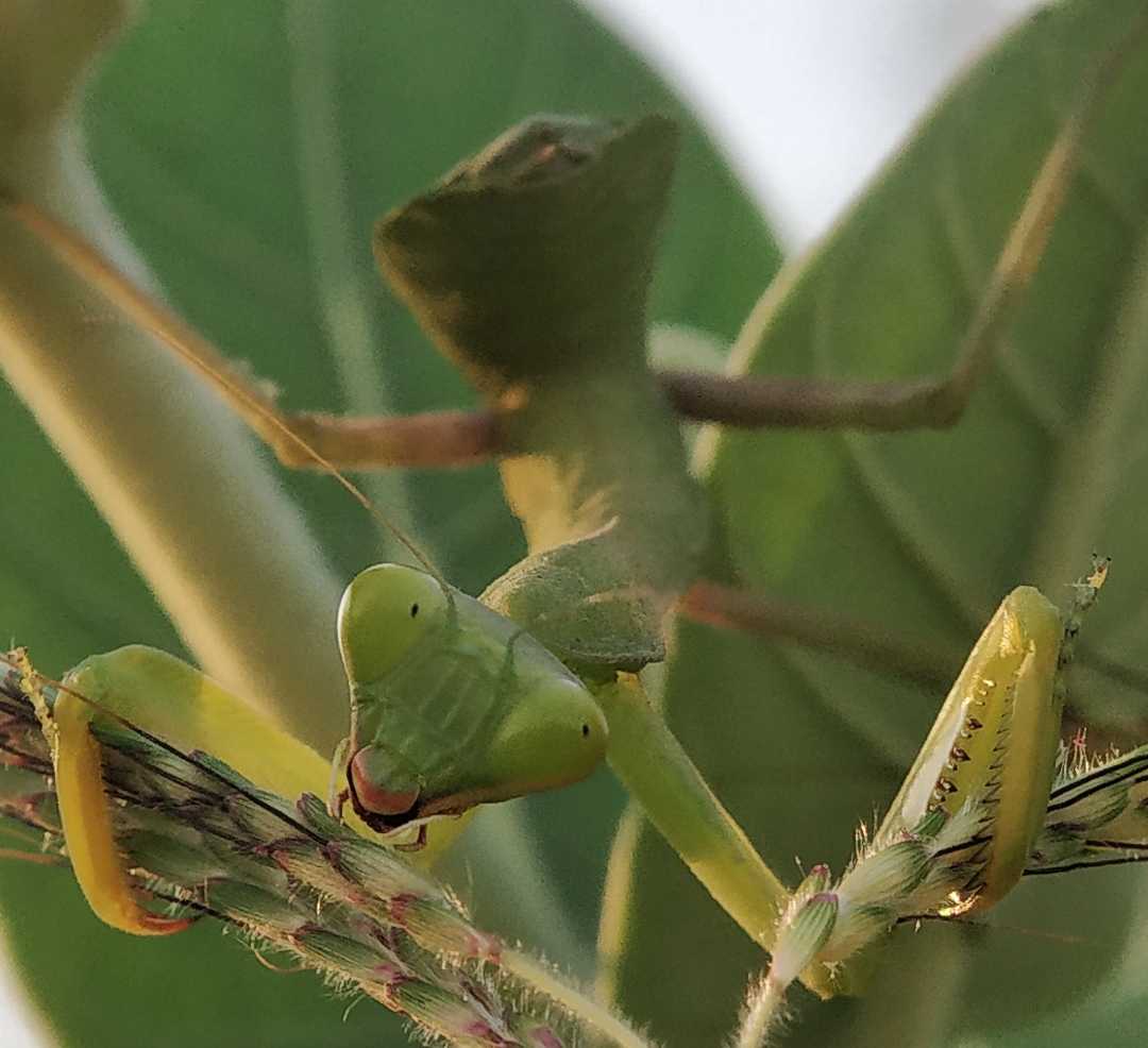 mantis 