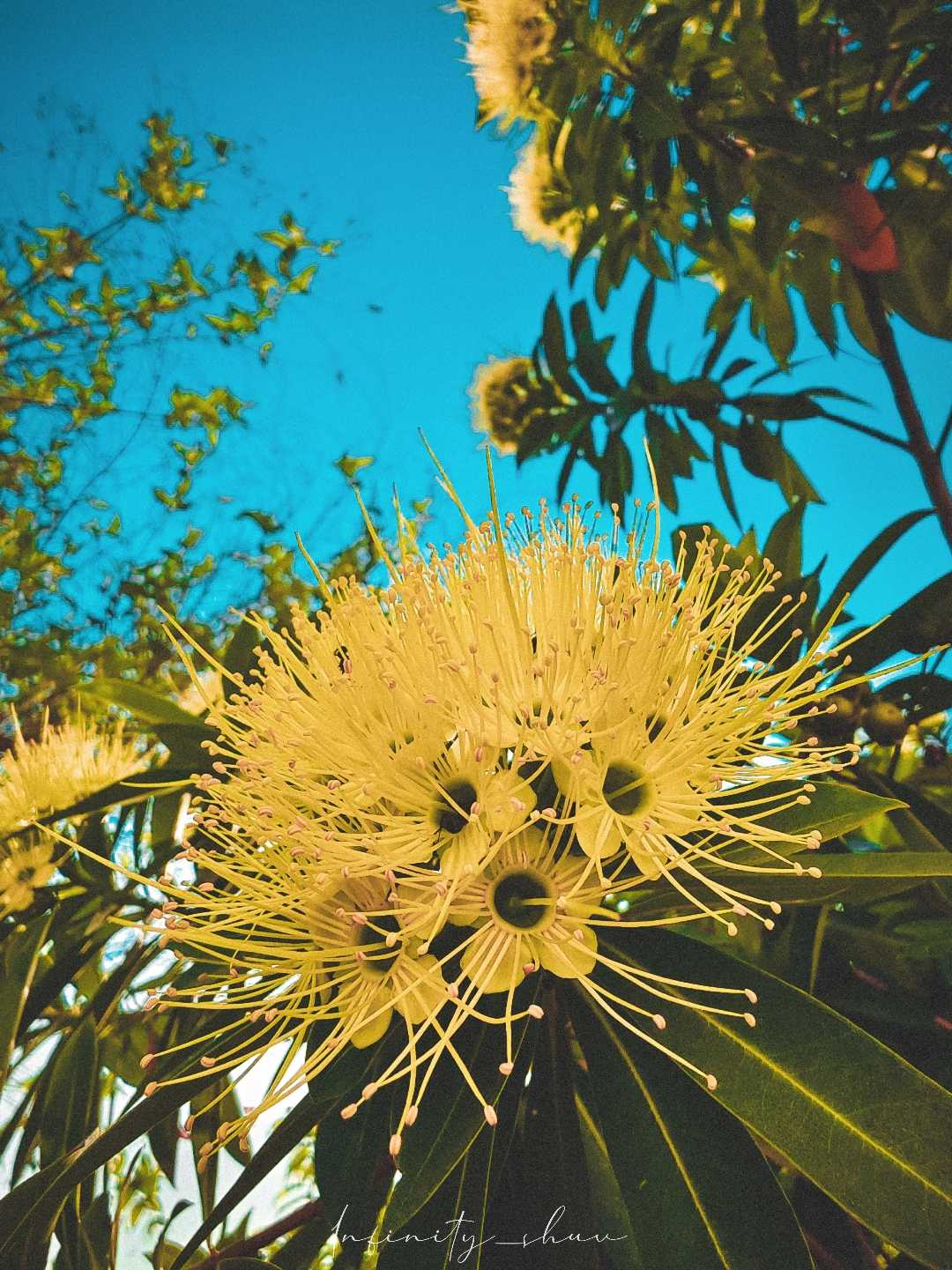 Xanthostemon Chrysanthus....