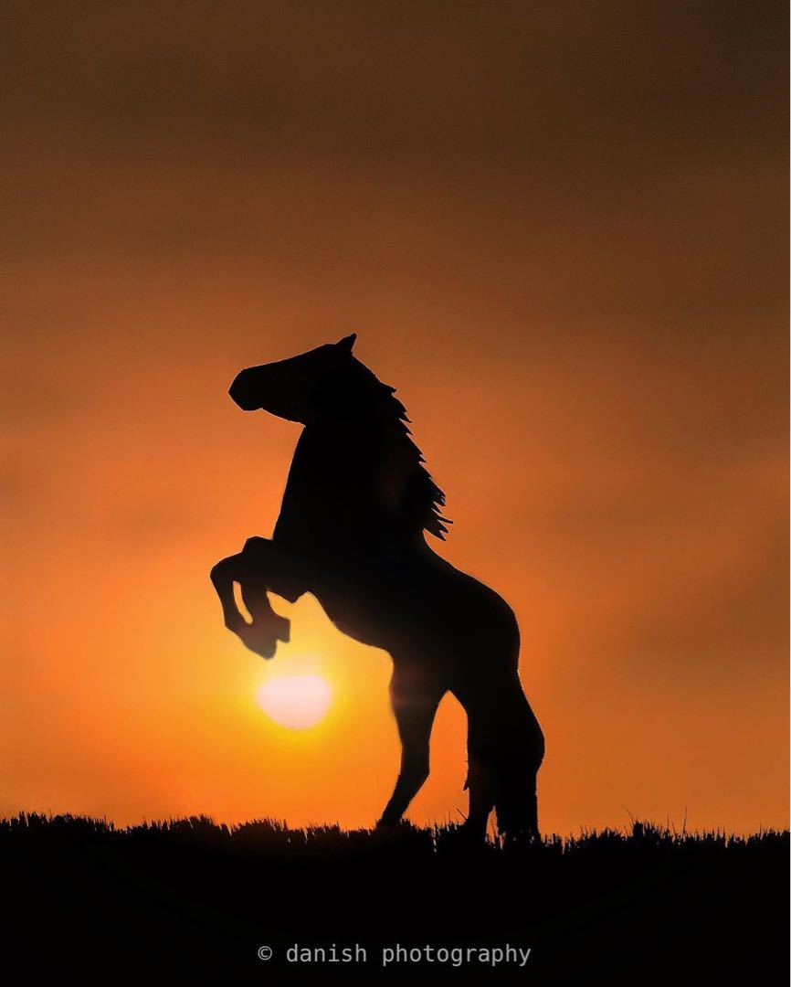 horse 😍📸