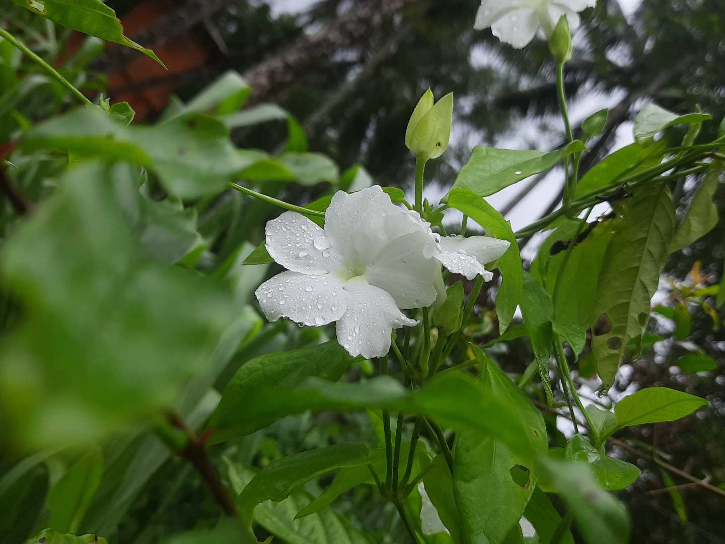 Flower