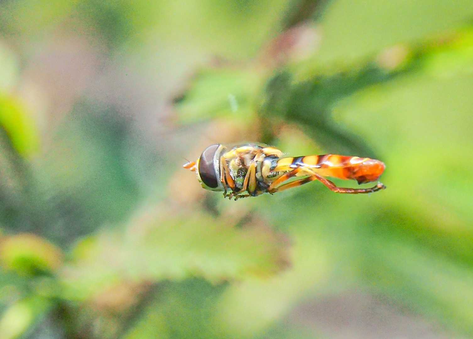 hoverflies  terbang