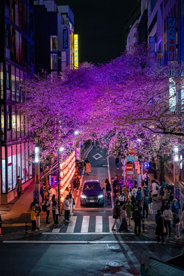 Cherry blossoms 