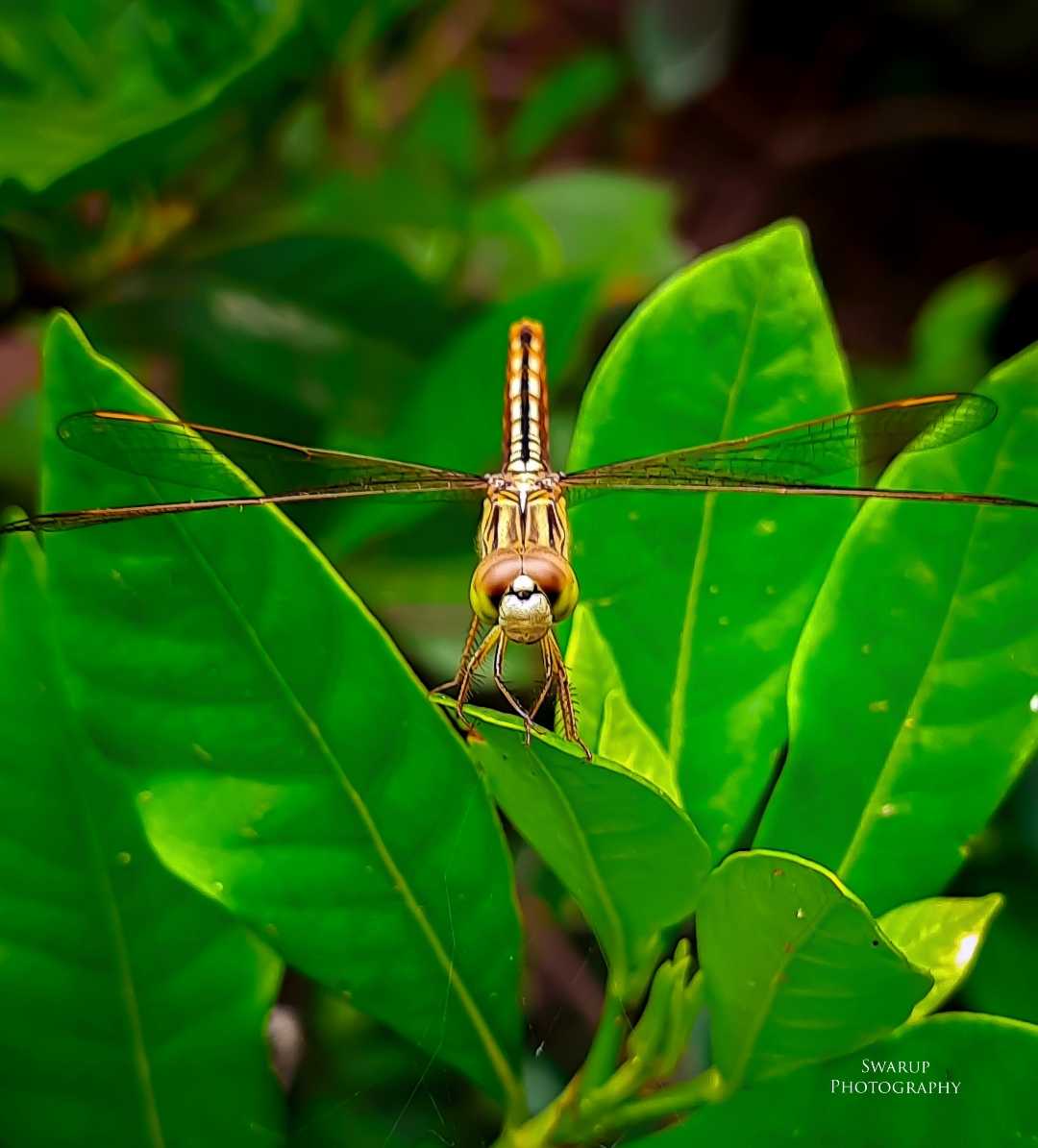 Dragonfly 📸