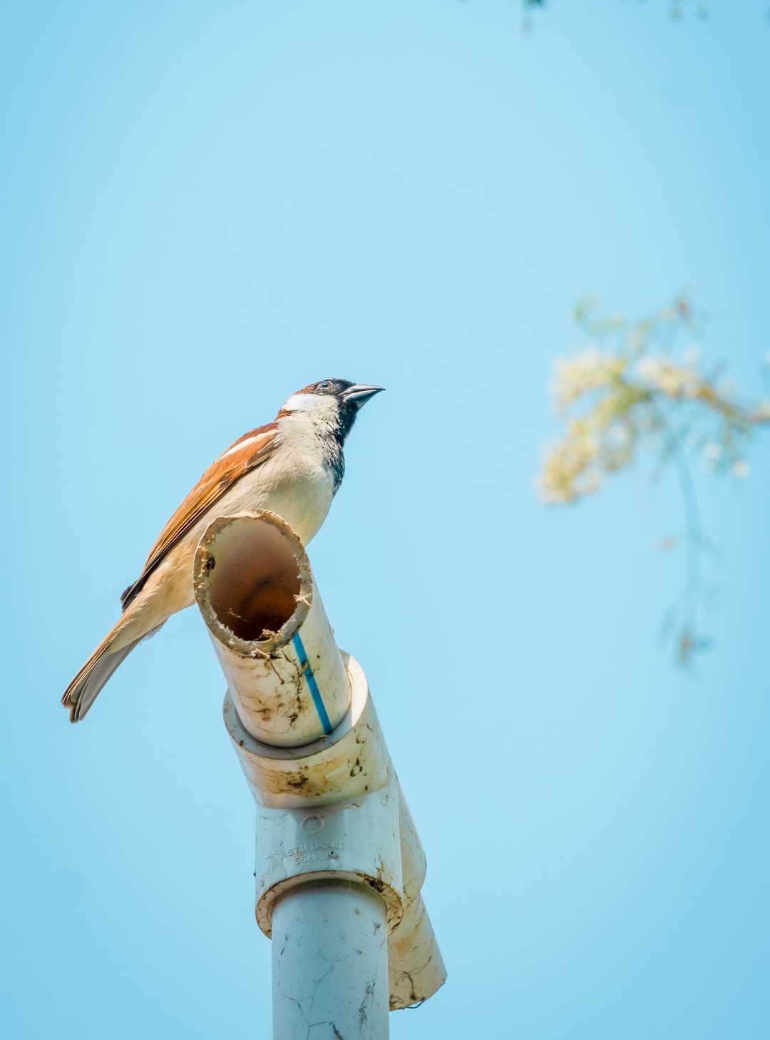 ready to fly